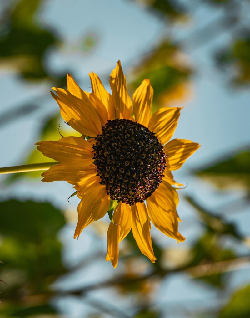 DETHLEFFS AERO 520 ER inklusive Klima